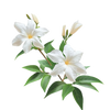 Jasmine