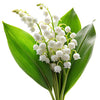 Lily of the valley