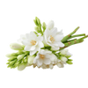 Tuberose